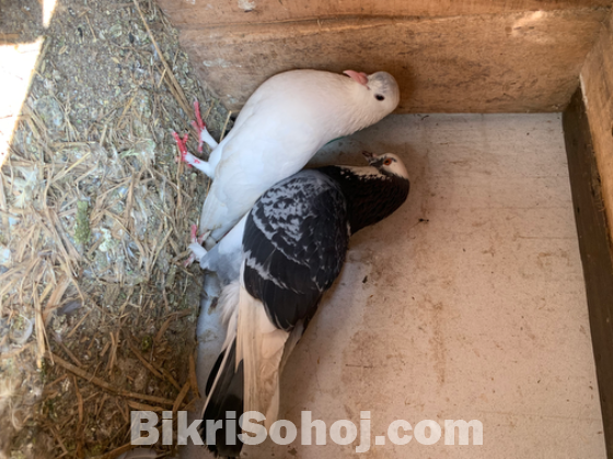 Pigeon+khacha